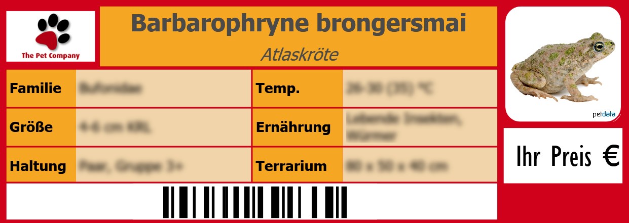 Barbarophryne brongersmai Atlaskröte 105 x 38 mm