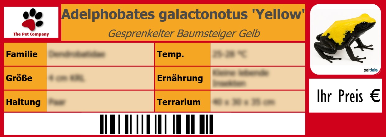 Adelphobates galactonotus 'Yellow' Gesprenkelter Baumsteiger Gelb 105 x 38 mm