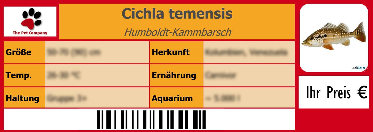 Cichla temensis Humboldt-Kammbarsch 105 x 38 mm