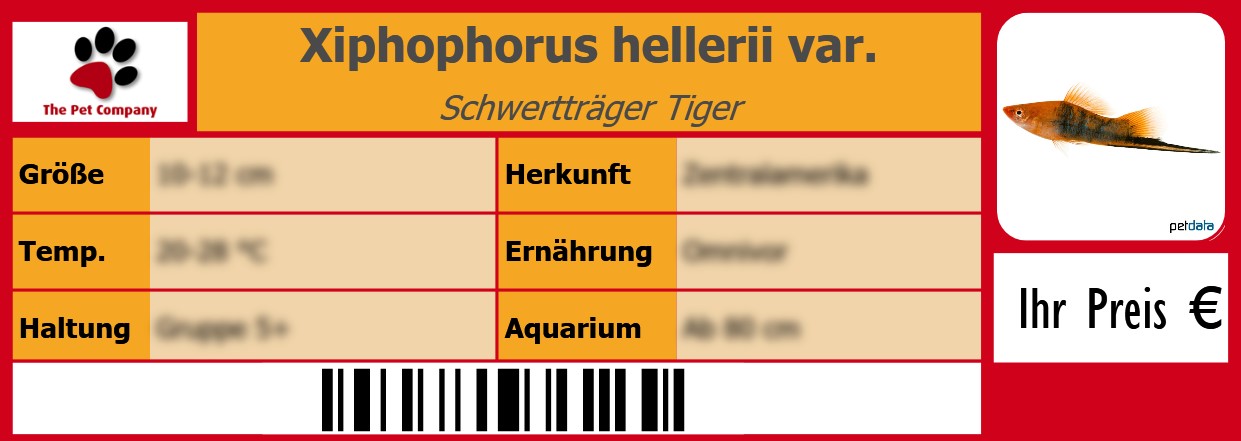 Xiphophorus hellerii var. Schwertträger Tiger 105 x 38 mm