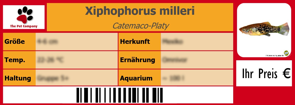 Xiphophorus milleri Catemaco-Platy 105 x 38 mm