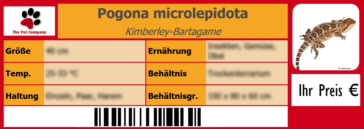 Pogona microlepidota Kimberley-Bartagame 105 x 38 mm