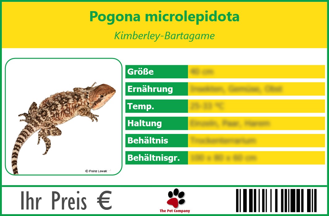 Pogona microlepidota Kimberley-Bartagame 90 x 60 mm