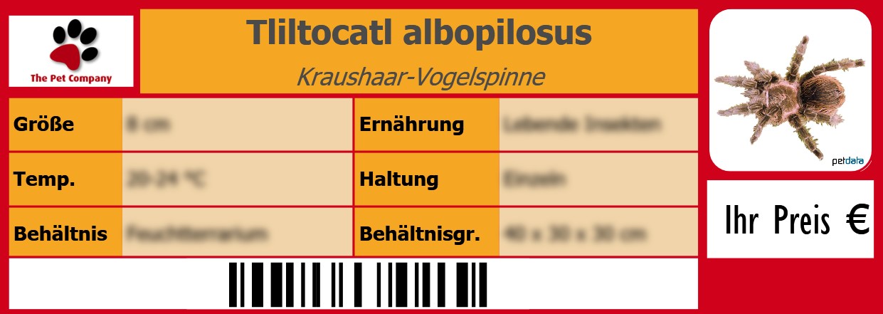 Tliltocatl albopilosus Kraushaar-Vogelspinne 105 x 38 mm