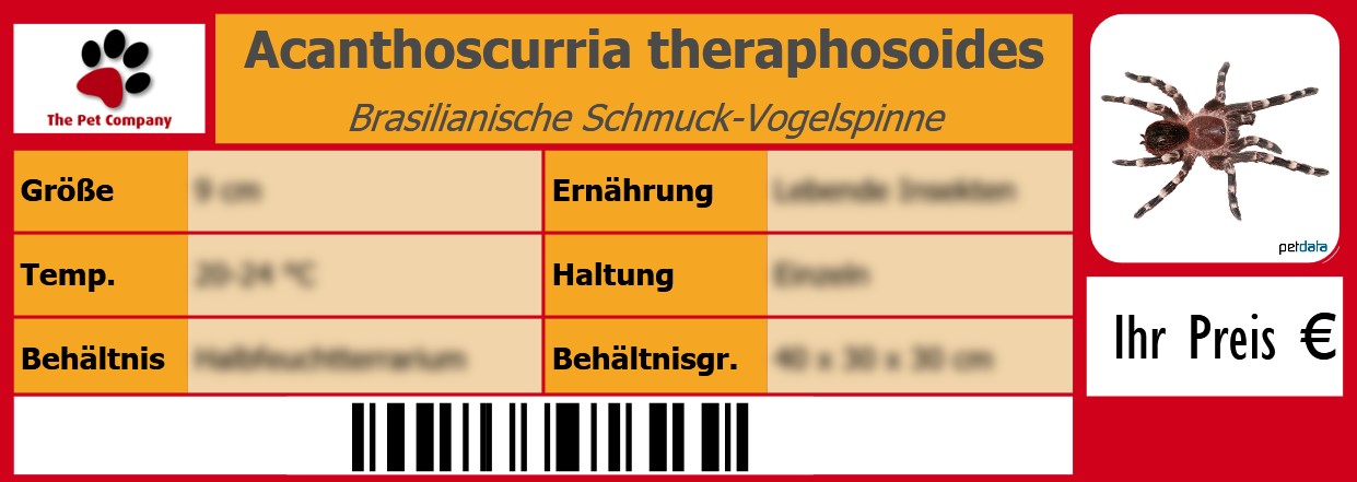 Acanthoscurria theraphosoides Brasilianische Schmuck-Vogelspinne 105 x 38 mm