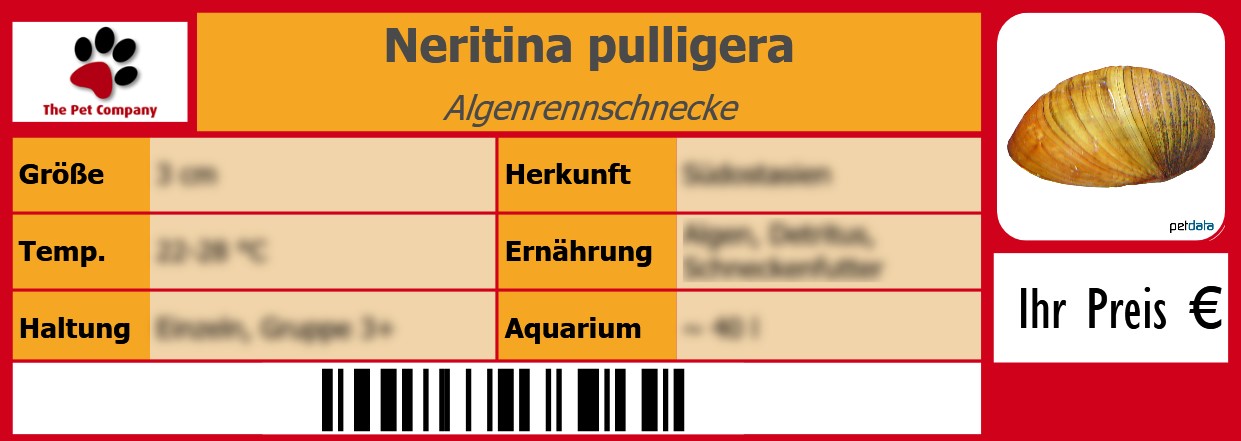 Neritina pulligera Algenrennschnecke 105 x 38 mm