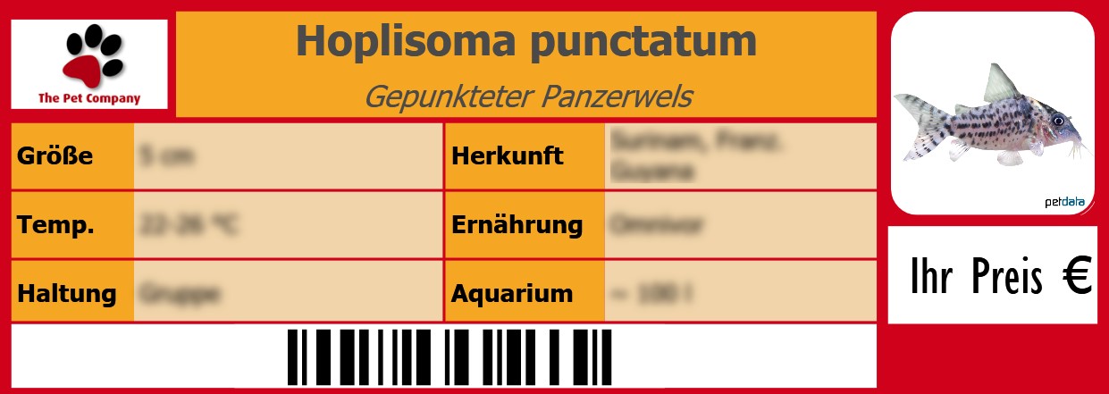 Hoplisoma punctatum Gepunkteter Panzerwels 105 x 38 mm