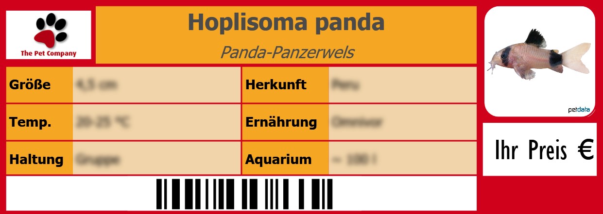 Hoplisoma panda Panda-Panzerwels 105 x 38 mm