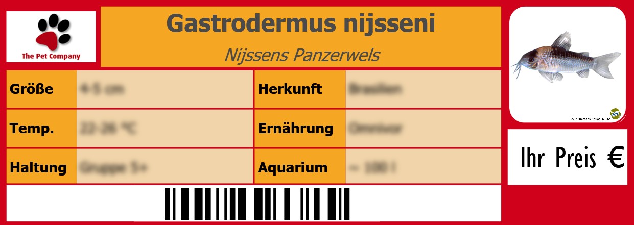 Gastrodermus nijsseni Nijssens Panzerwels 105 x 38 mm