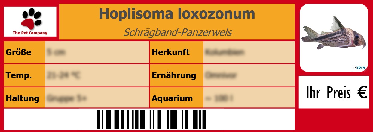 Hoplisoma loxozonum Schrägband-Panzerwels 105 x 38 mm