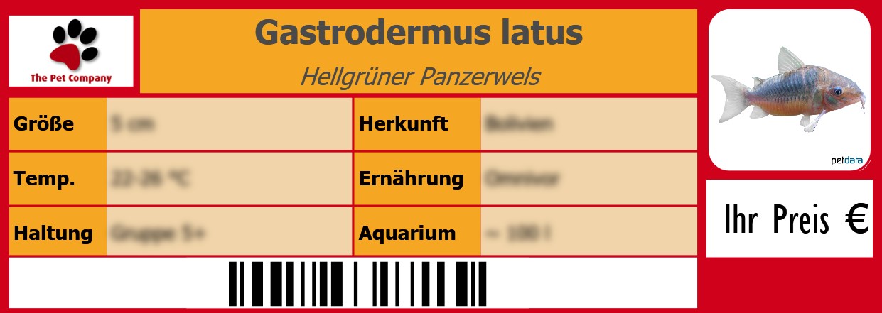 Gastrodermus latus Hellgrüner Panzerwels 105 x 38 mm