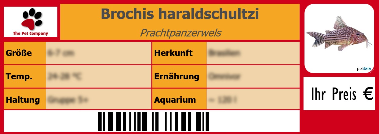 Brochis haraldschultzi Prachtpanzerwels 105 x 38 mm