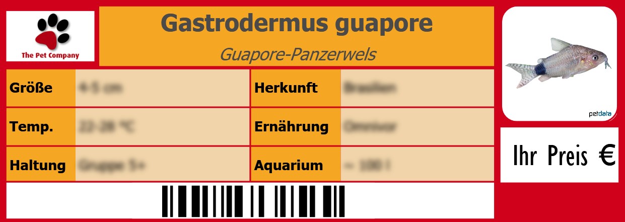 Gastrodermus guapore Guapore-Panzerwels 105 x 38 mm