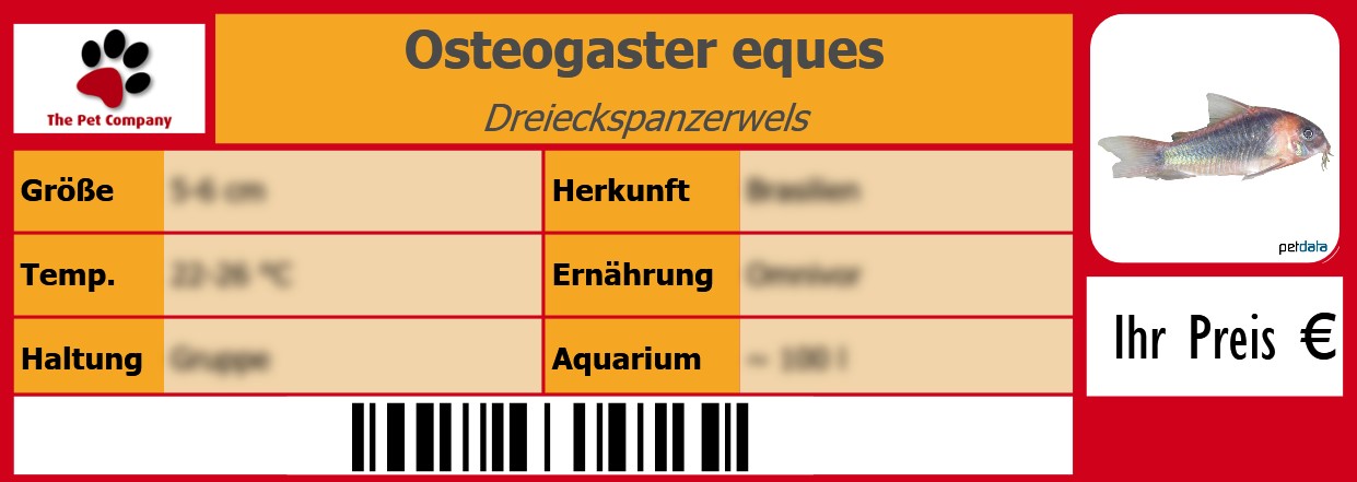 Osteogaster eques Dreieckspanzerwels 105 x 38 mm