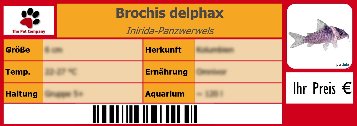 Brochis delphax Inirida-Panzwerwels 105 x 38 mm