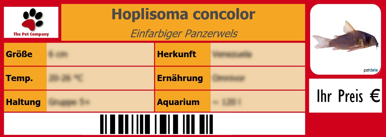 Hoplisoma concolor Einfarbiger Panzerwels 105 x 38 mm