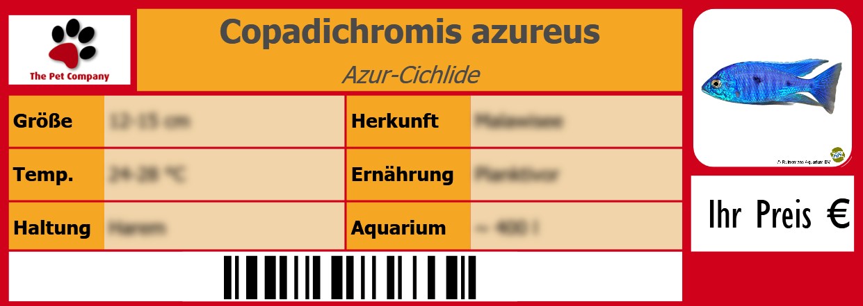 Copadichromis azureus Azur-Cichlide 105 x 38 mm