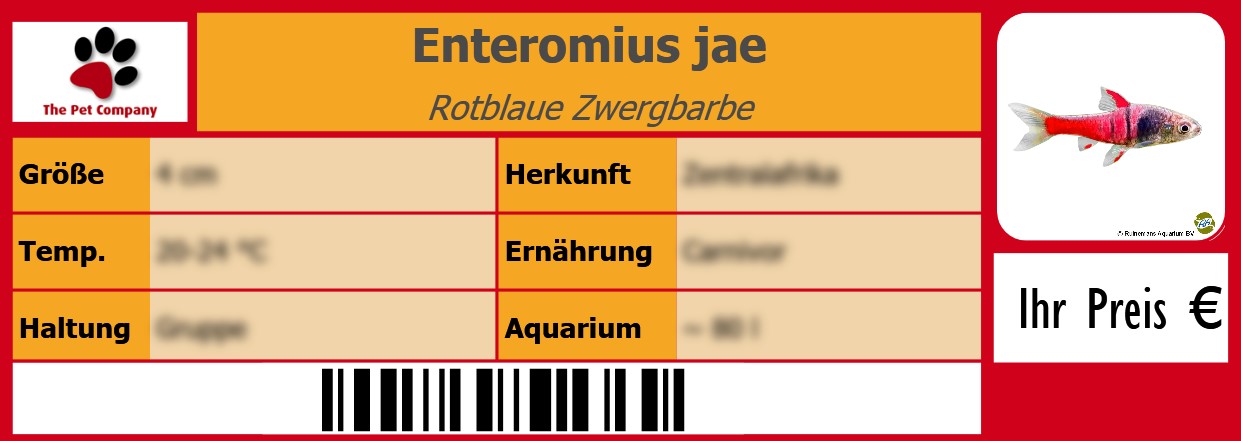 Enteromius jae Rotblaue Zwergbarbe 105 x 38 mm