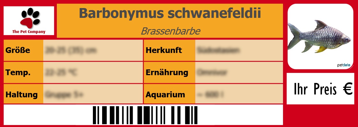 Barbonymus schwanefeldii Brassenbarbe 105 x 38 mm
