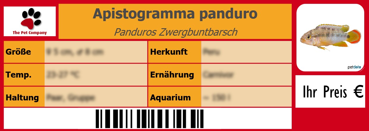 Apistogramma panduro Panduros Zwergbuntbarsch 105 x 38 mm