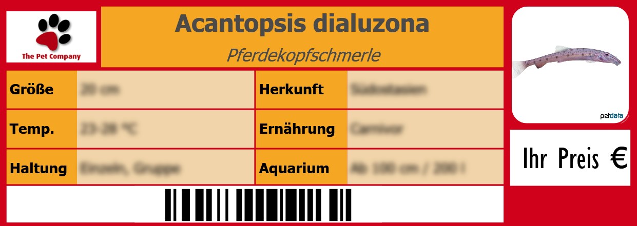 Acantopsis dialuzona Pferdekopfschmerle 105 x 38 mm