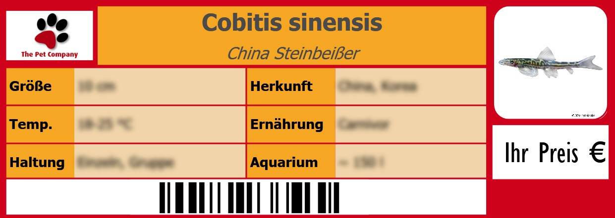 Cobitis sinensis China Steinbeißer 105 x 38 mm