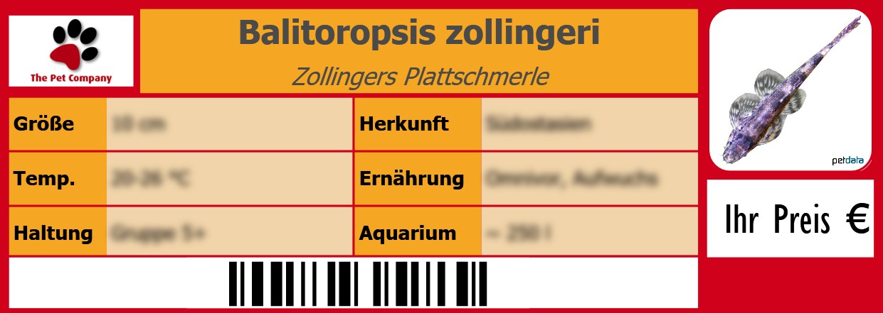 Balitoropsis zollingeri Zollingers Plattschmerle 105 x 38 mm