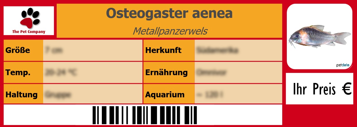 Osteogaster aenea Metallpanzerwels 105 x 38 mm