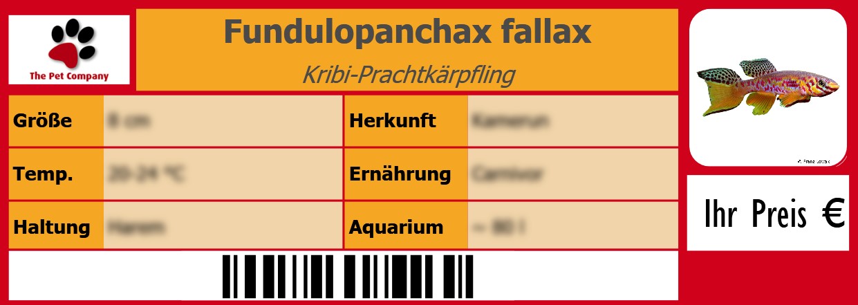 Fundulopanchax fallax Kribi-Prachtkärpfling 105 x 38 mm
