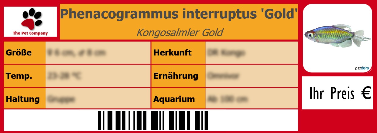 Phenacogrammus interruptus 'Gold' Kongosalmler Gold 105 x 38 mm
