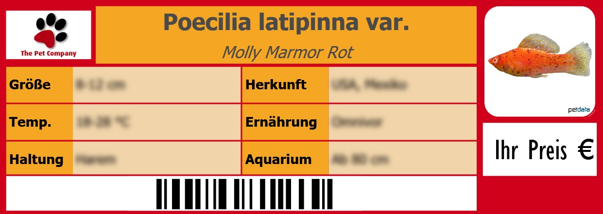 Poecilia latipinna var. Molly Marmor Rot 105 x 38 mm