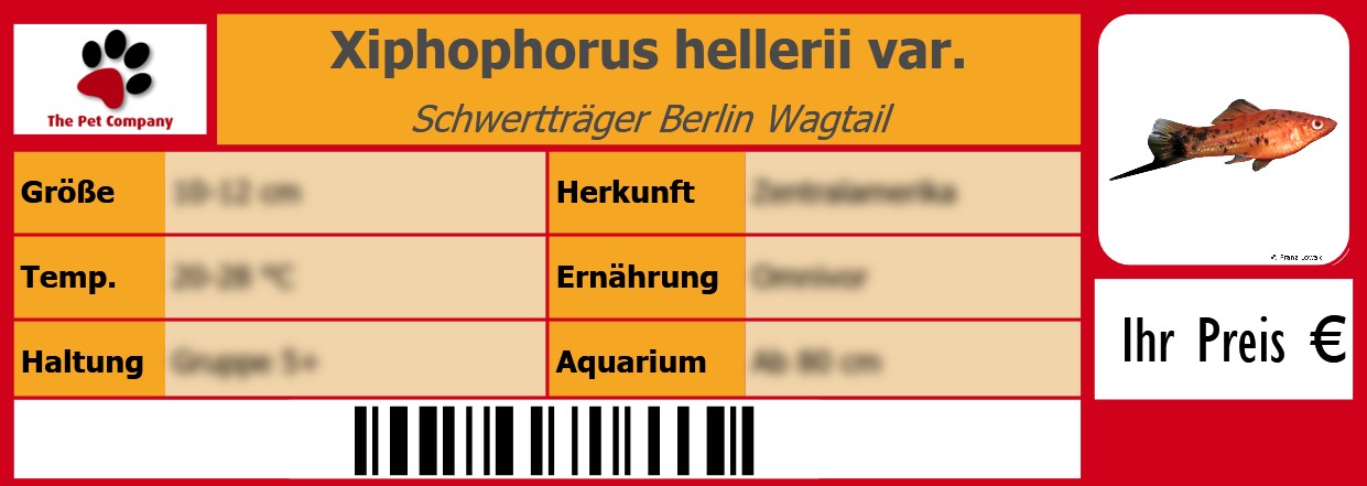 Xiphophorus hellerii var. Schwertträger Berlin Wagtail 105 x 38 mm