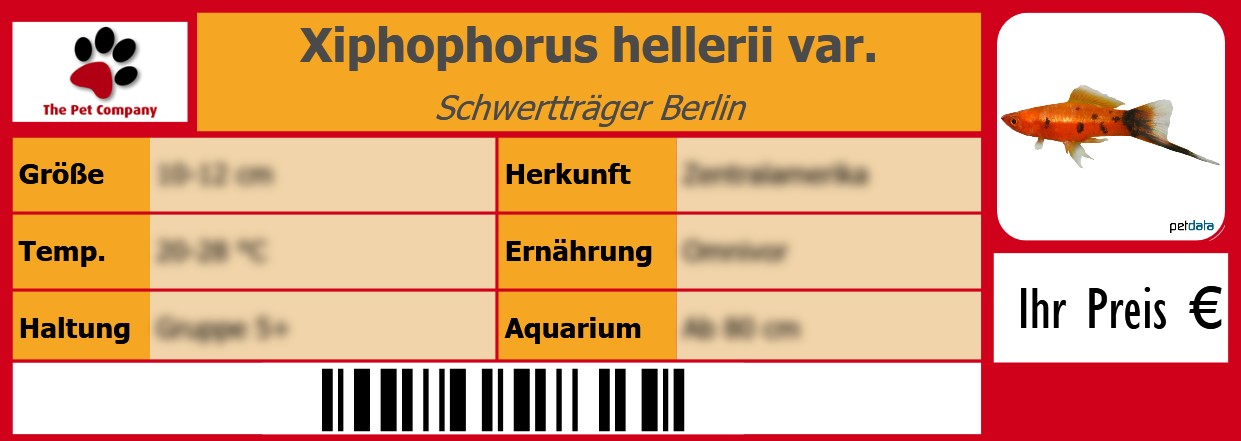 Xiphophorus hellerii var. Schwertträger Berlin 105 x 38 mm