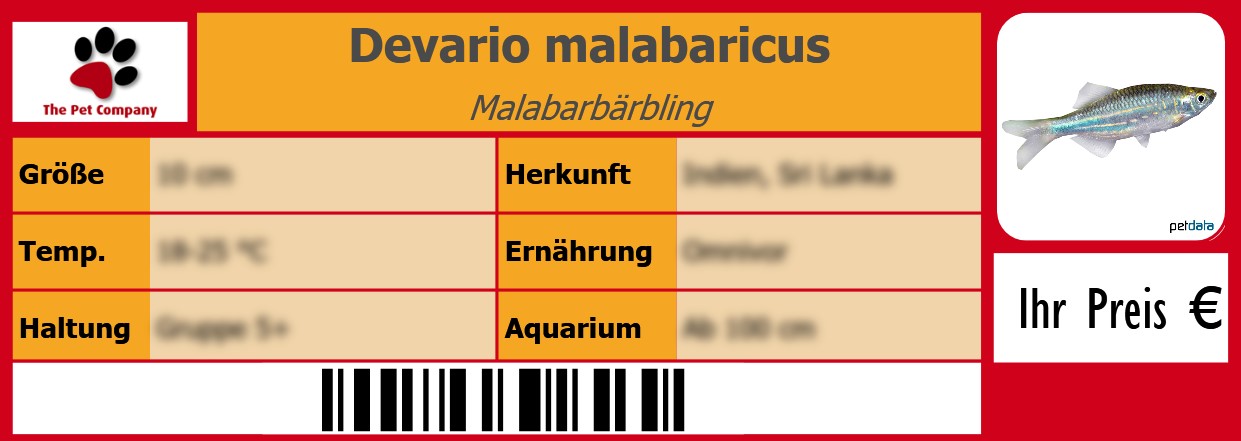 Devario malabaricus Malabarbärbling 105 x 38 mm