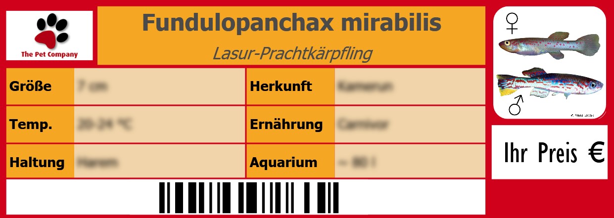 Fundulopanchax mirabilis Lasur-Prachtkärpfling 105 x 38 mm