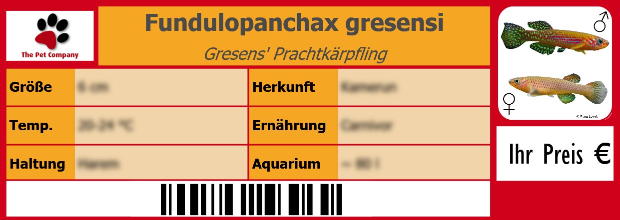 Fundulopanchax gresensi Gresens' Prachtkärpfling 105 x 38 mm