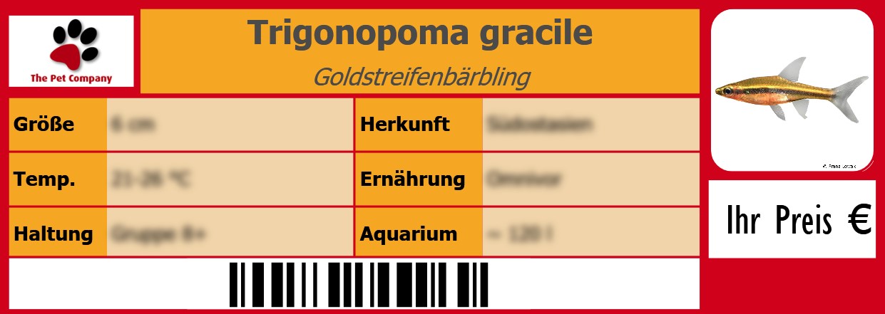 Trigonopoma gracile Goldstreifenbärbling 105 x 38 mm