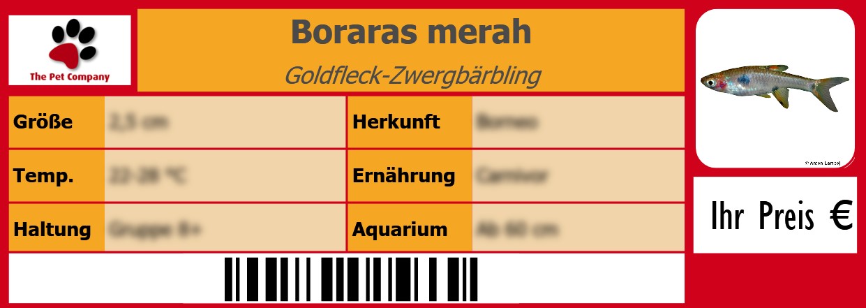 Boraras merah Goldfleck-Zwergbärbling 105 x 38 mm