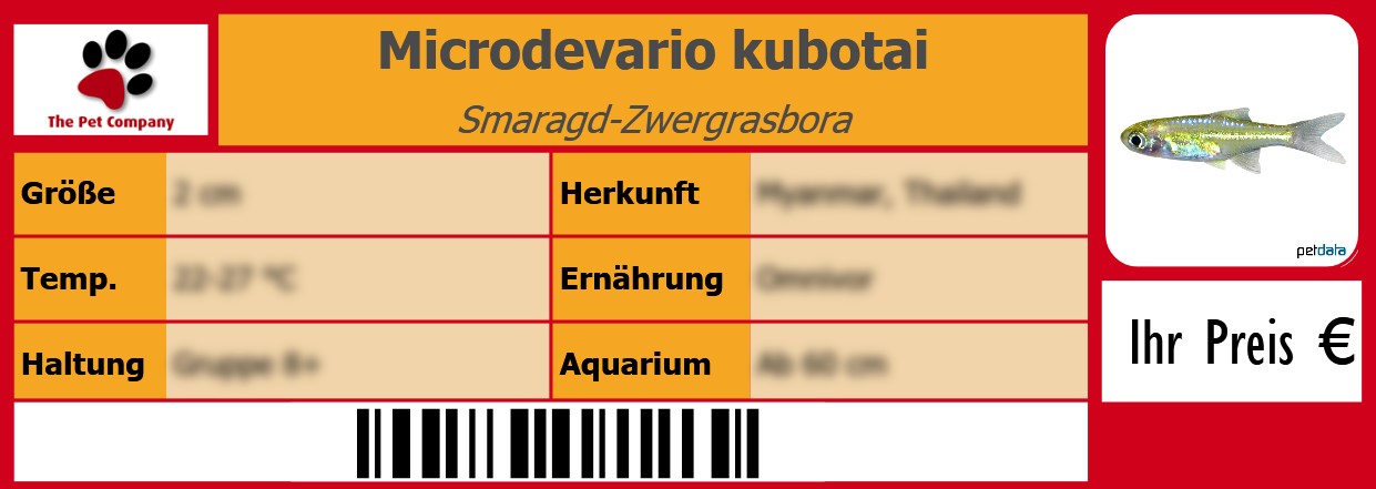 Microdevario kubotai Smaragd-Zwergrasbora 105 x 38 mm