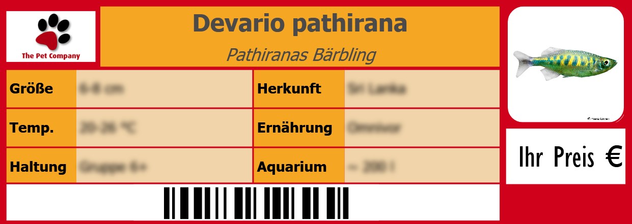 Devario pathirana Pathiranas Bärbling 105 x 38 mm