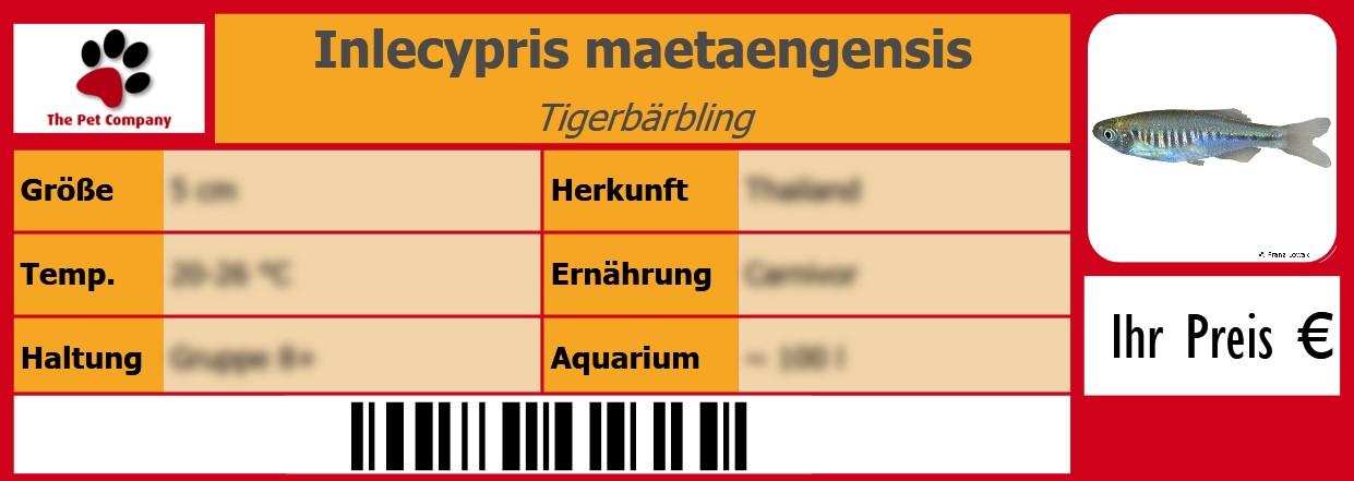 Inlecypris maetaengensis Tigerbärbling 105 x 38 mm