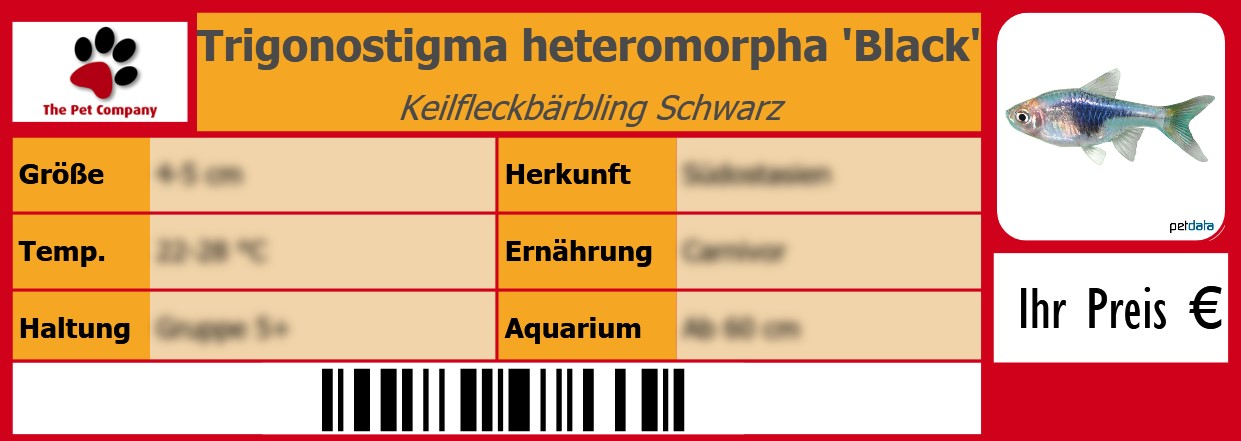 Trigonostigma heteromorpha 'Black' Keilfleckbärbling Schwarz 105 x 38 mm