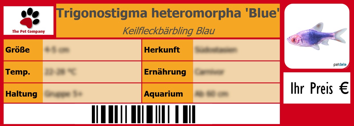 Trigonostigma heteromorpha 'Blue' Keilfleckbärbling Blau 105 x 38 mm