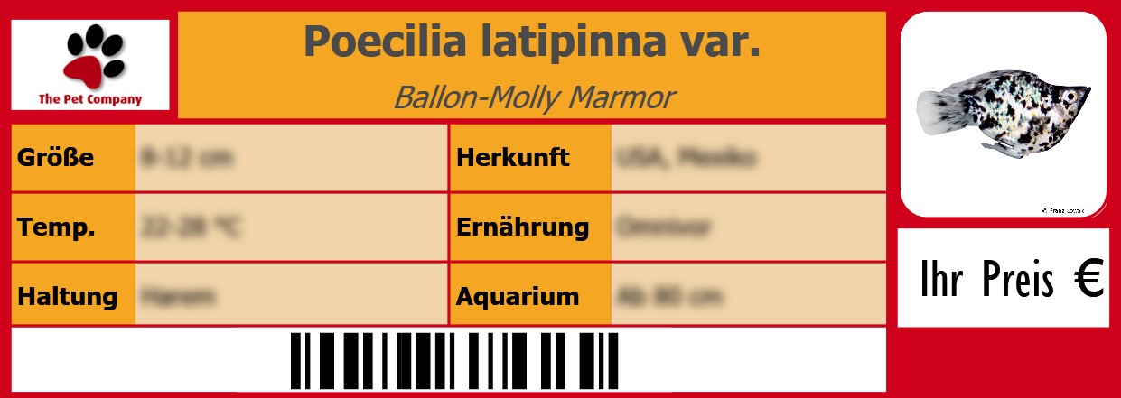 Poecilia latipinna var. Ballon-Molly Marmor 105 x 38 mm