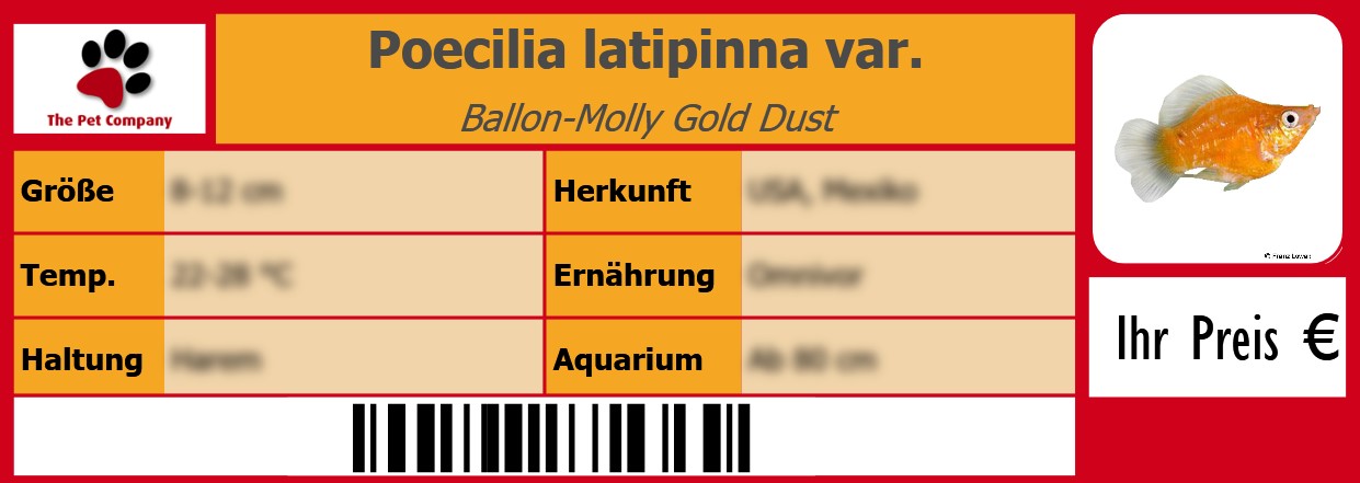 Poecilia latipinna var. Ballon-Molly Gold Dust 105 x 38 mm