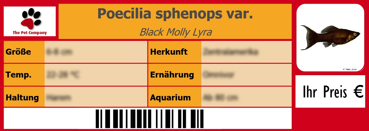 Poecilia sphenops var. Black Molly Lyra 105 x 38 mm
