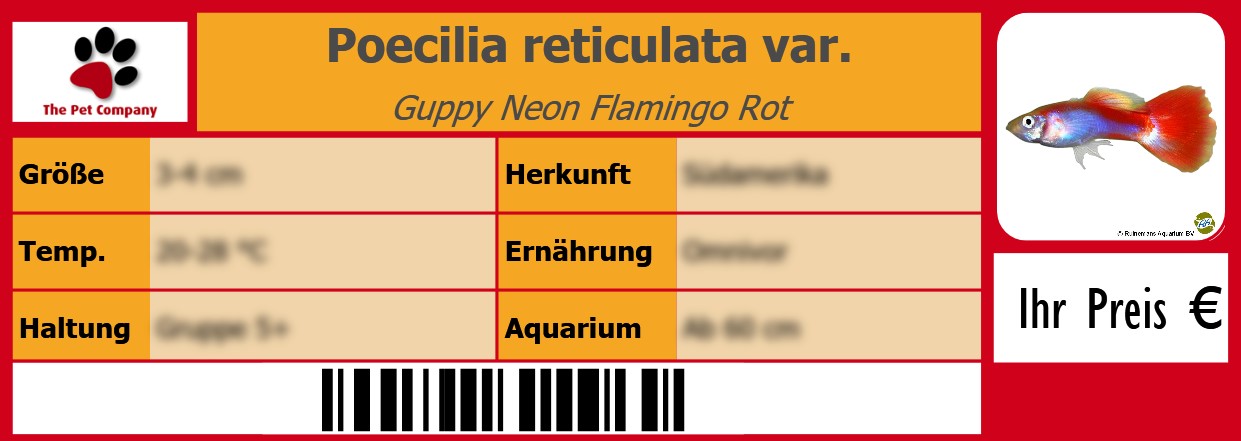 Poecilia reticulata var. Guppy Neon Flamingo Rot 105 x 38 mm