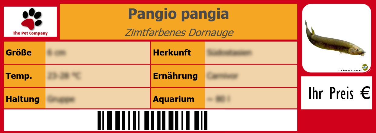 Pangio pangia Zimtfarbenes Dornauge 105 x 38 mm