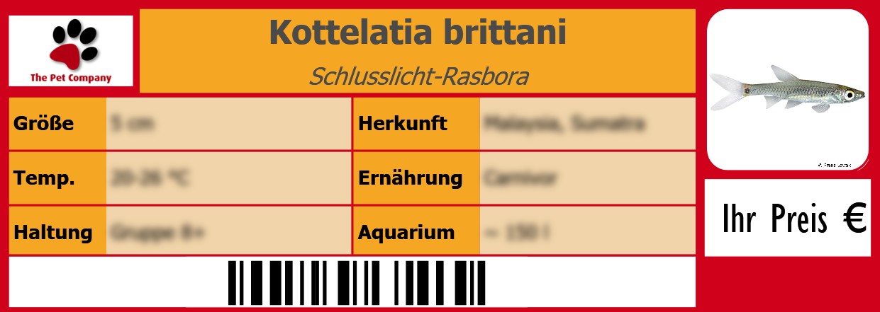 Kottelatia brittani Schlusslicht-Rasbora 105 x 38 mm
