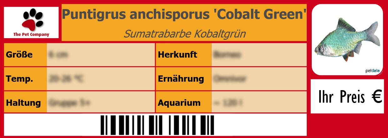 Puntigrus anchisporus 'Cobalt Green' Sumatrabarbe Kobaltgrün 105 x 38 mm